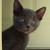 :iconadropofcuriosity: