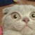 :iconaduvia: