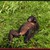 :iconadyh32: