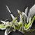 :iconae-0n: