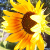 :iconaecy: