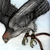 :iconaegypiinae:
