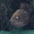 :iconaerghy: