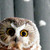 :iconaerin-s: