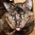 :iconaerune: