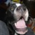 :iconaerynrose: