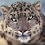 :iconaeryontigerhusky: