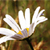 :iconafrodite-kallipygos: