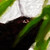 :iconafrozenflower:
