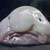 :iconafteritallfallsdown: