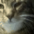 :iconagaciorr:
