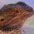 :iconagamidae: