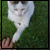 :iconagatha-morgue: