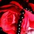 :iconagatha09: