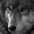 :iconagent-pits: