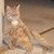 :iconagentdarwin51: