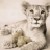 :iconagentgrayfang: