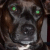 :iconagentsnow: