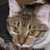 AggressiveMallJoey :iconaggressivemalljoey: