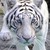 aghorse :iconaghorse: