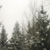 :iconagne: