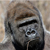 :iconagnus61: