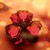:iconagnus85: