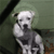 :iconagooddog: