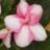 :iconagscsecret: