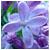 :iconagulinka2507: