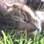 :iconagwada: