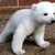 :iconahandybear: