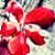 :iconahomeforandie: