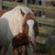 :iconahorseswhisper: