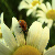 :iconai-lovelylavender: