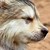 :iconai-mieko: