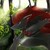 :iconaide319: