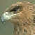 :iconaiglestate: