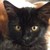 :iconaikikitty: