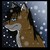 :iconaikohusky: