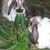 :iconAioti-Hepht:
