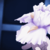 :iconairiisu: