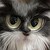 :iconairy-the-felivine:
