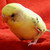 :iconairyballoon: