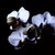 :iconaiseiri-photo: