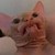 :iconaislincade: