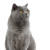 :iconaissa150: