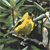 :iconajayprabith: