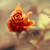 :iconak-aj: