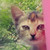 :iconakalilac: